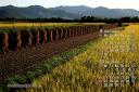 2024年9月 カレンダー壁紙 上山市 杭掛け 秋の収穫 秋の夕暮れ