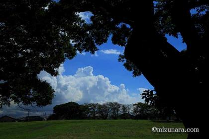 入道雲 木陰