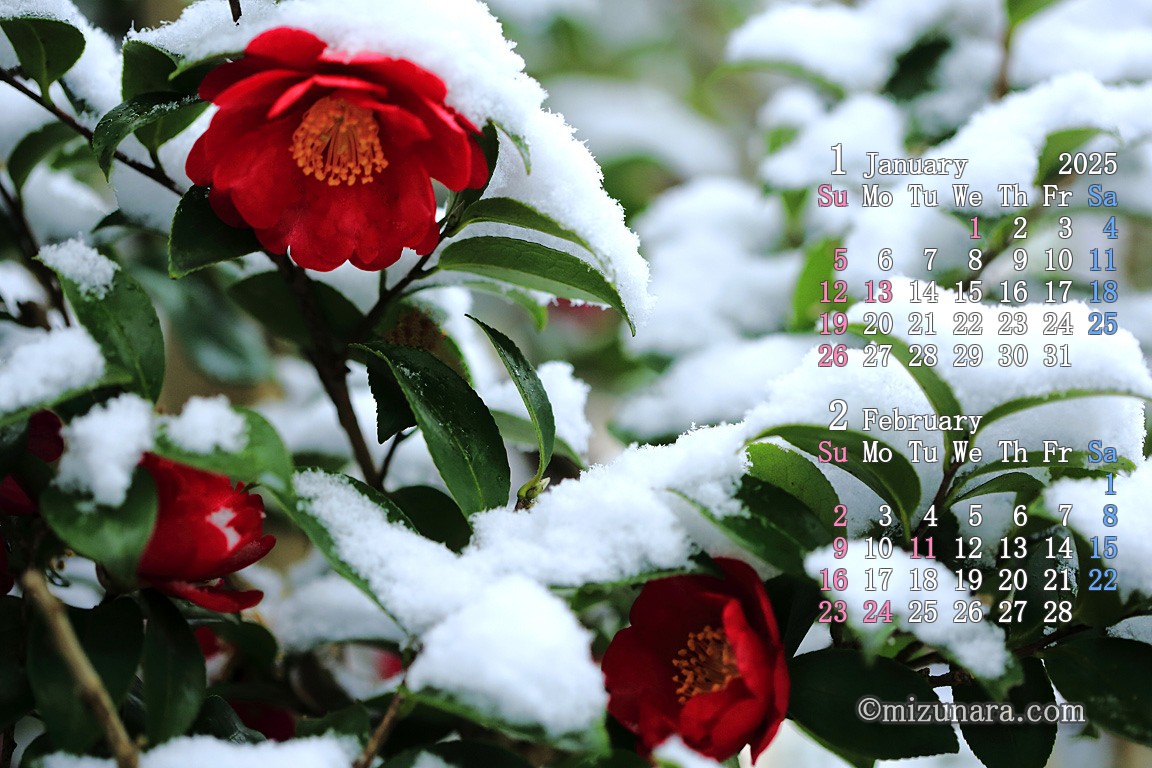 雪の中に咲く山茶花